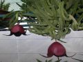 Agrandir