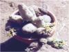 Agrandir